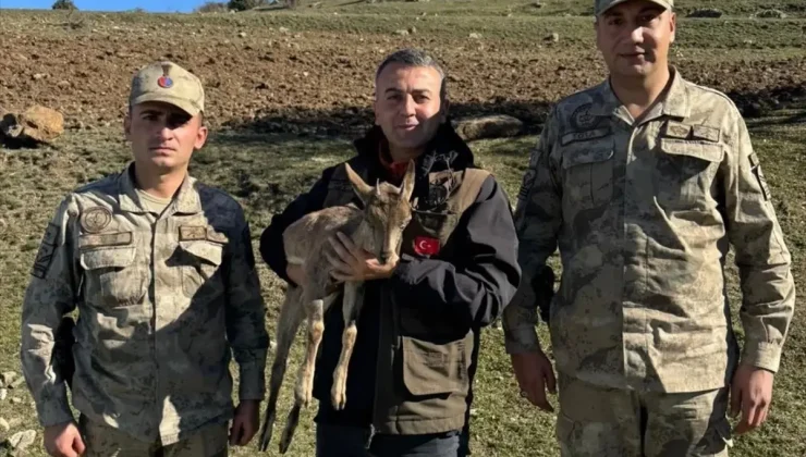 Kartal Saldırısı Sonucu Yaralanan Yaban Keçisi Yavrusuna Tedavi